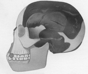 Reconstructie van de schedel van de Piltdown Man uit J. Arthur Thomson, The Outline of Science, 1922